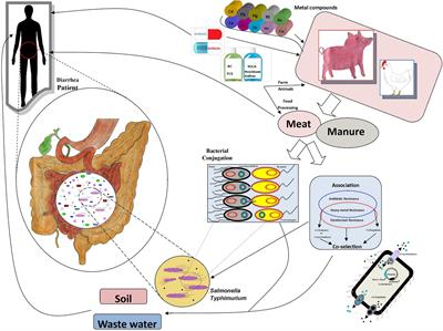 Heavy Metal Resistance in Salmonella Typhimurium and Its Association With Disinfectant and Antibiotic Resistance